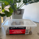 Live Medium Crickets - 50 Tub